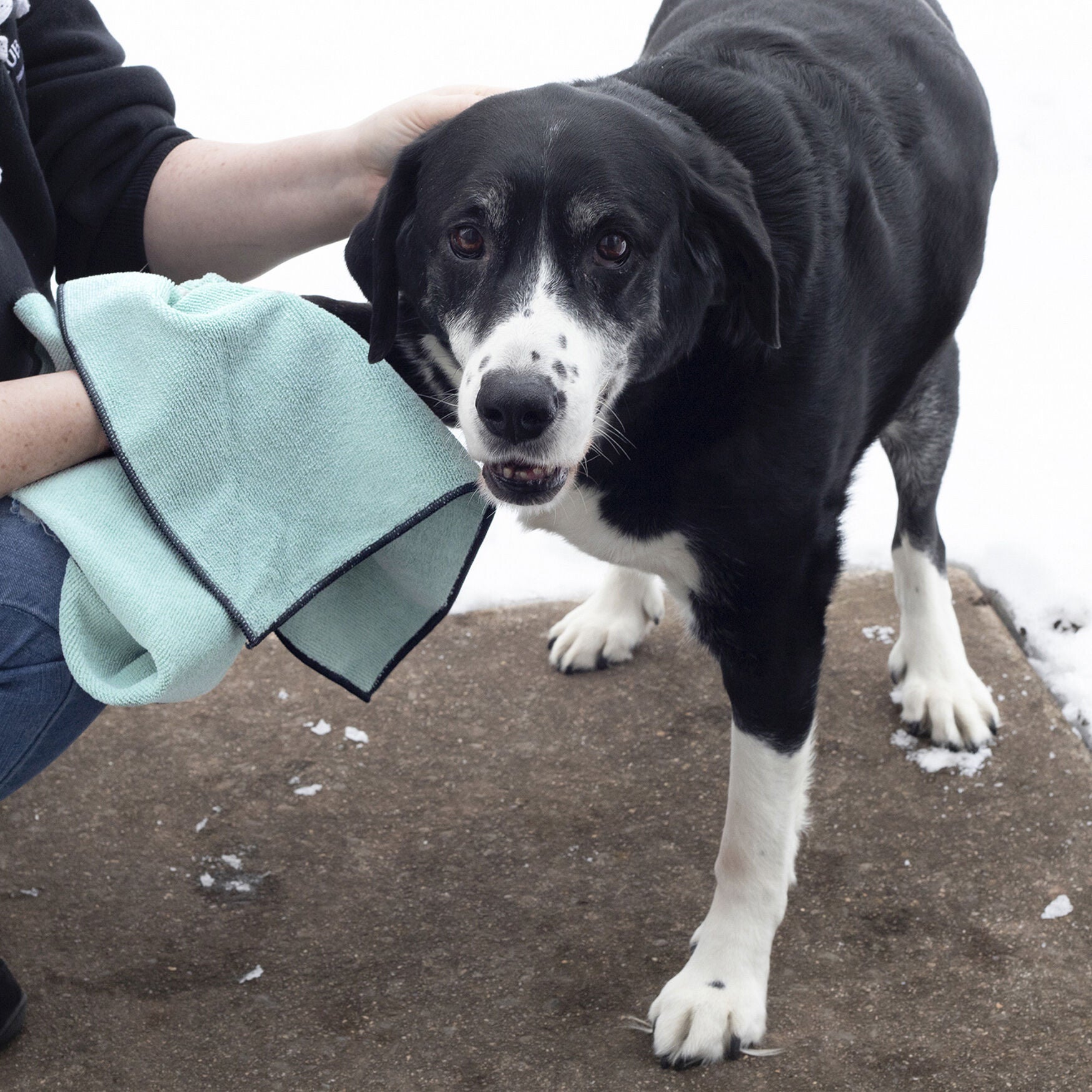 Embroidered Microfiber Pet Towel, Small, 3 Pieces, , alternate image number 3