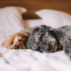 Pet Agree Basic 100% Cotton Allergens Free Down Alternative Comforter, , alternate image number null