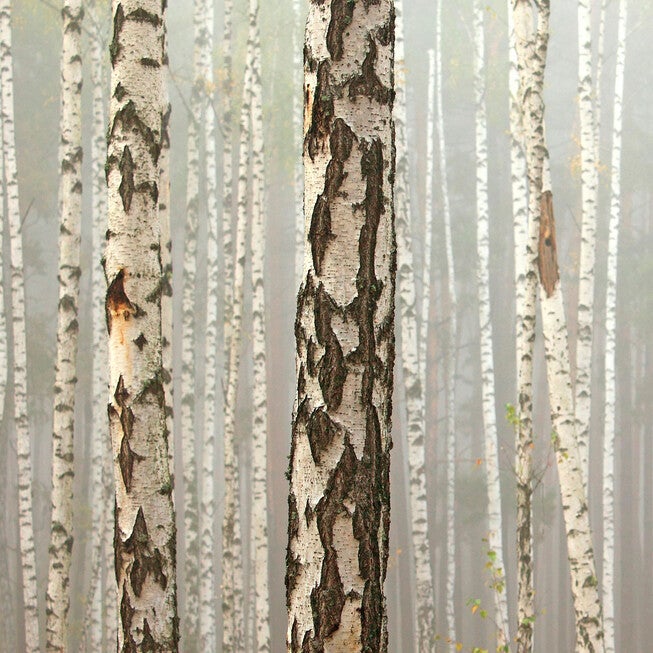 All Weather All Season Outdoor Canvas Art, MULTI, hi-res image number null