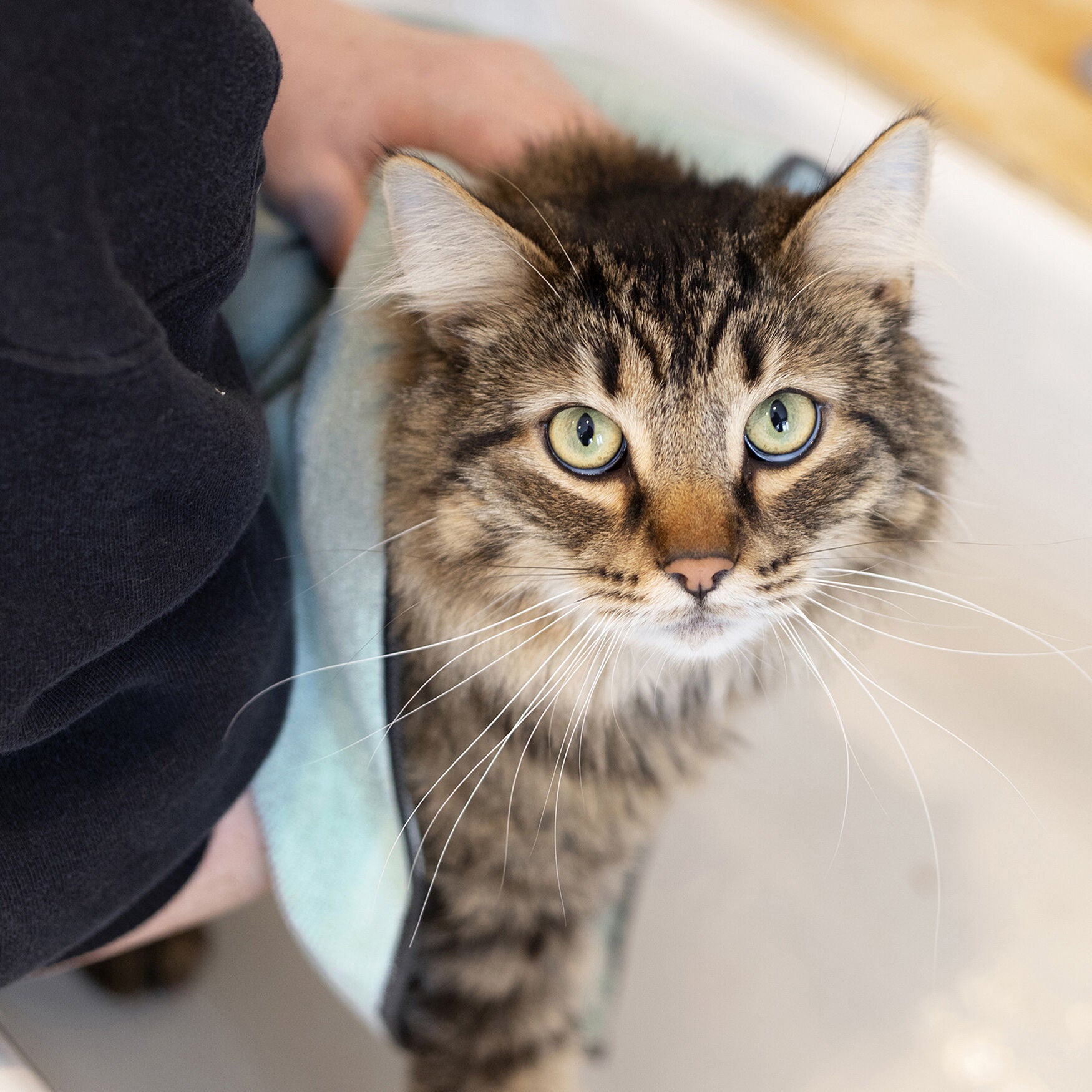 Embroidered Microfiber Pet Towel, Small, 3 Pieces, , alternate image number 4