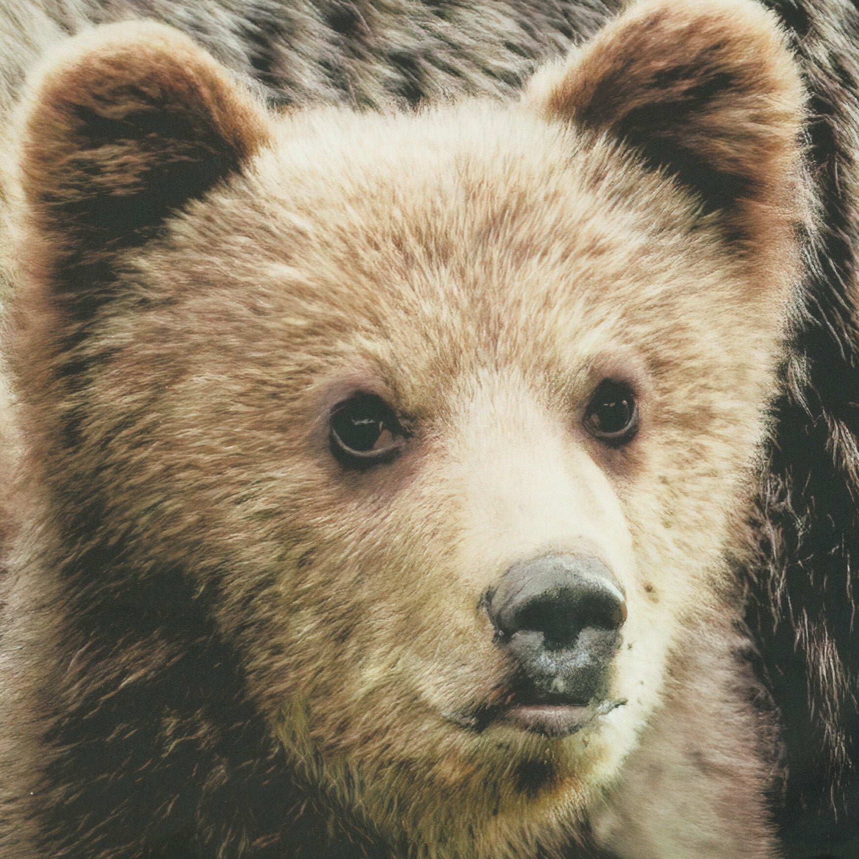 Photo Real Bears Light Filtering Pole Top Curtain Panel Pair, , alternate image number 2