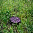  Solar Butterfly Stake Lights, Set of 8 image number null